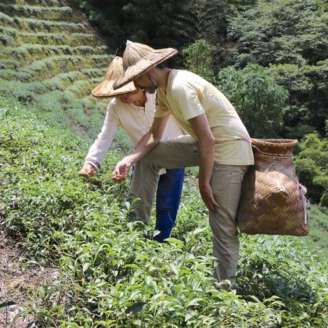 Making our own tea