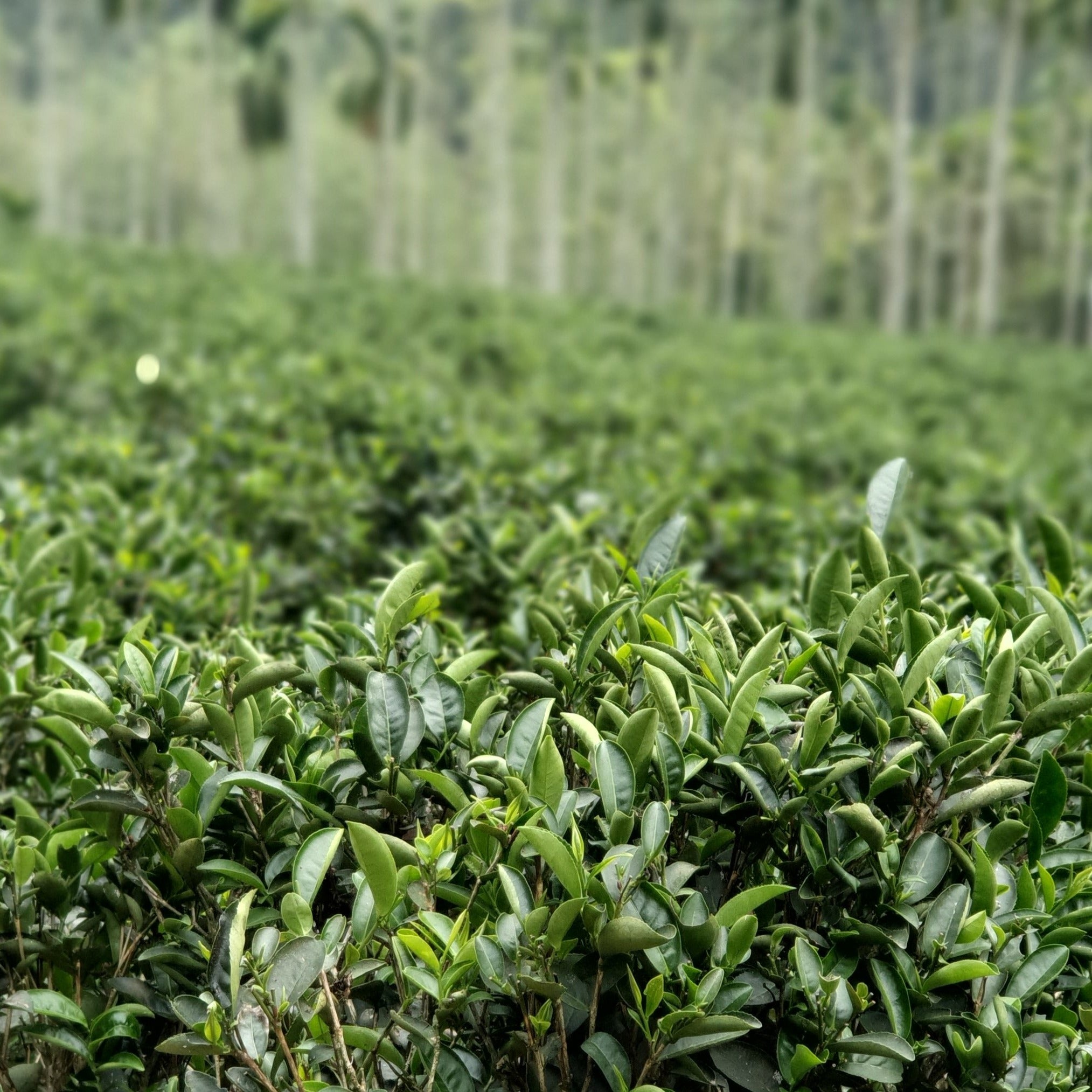 JUST IN !! 2025 Spring  Organic Bi Luo Chun (green tea)