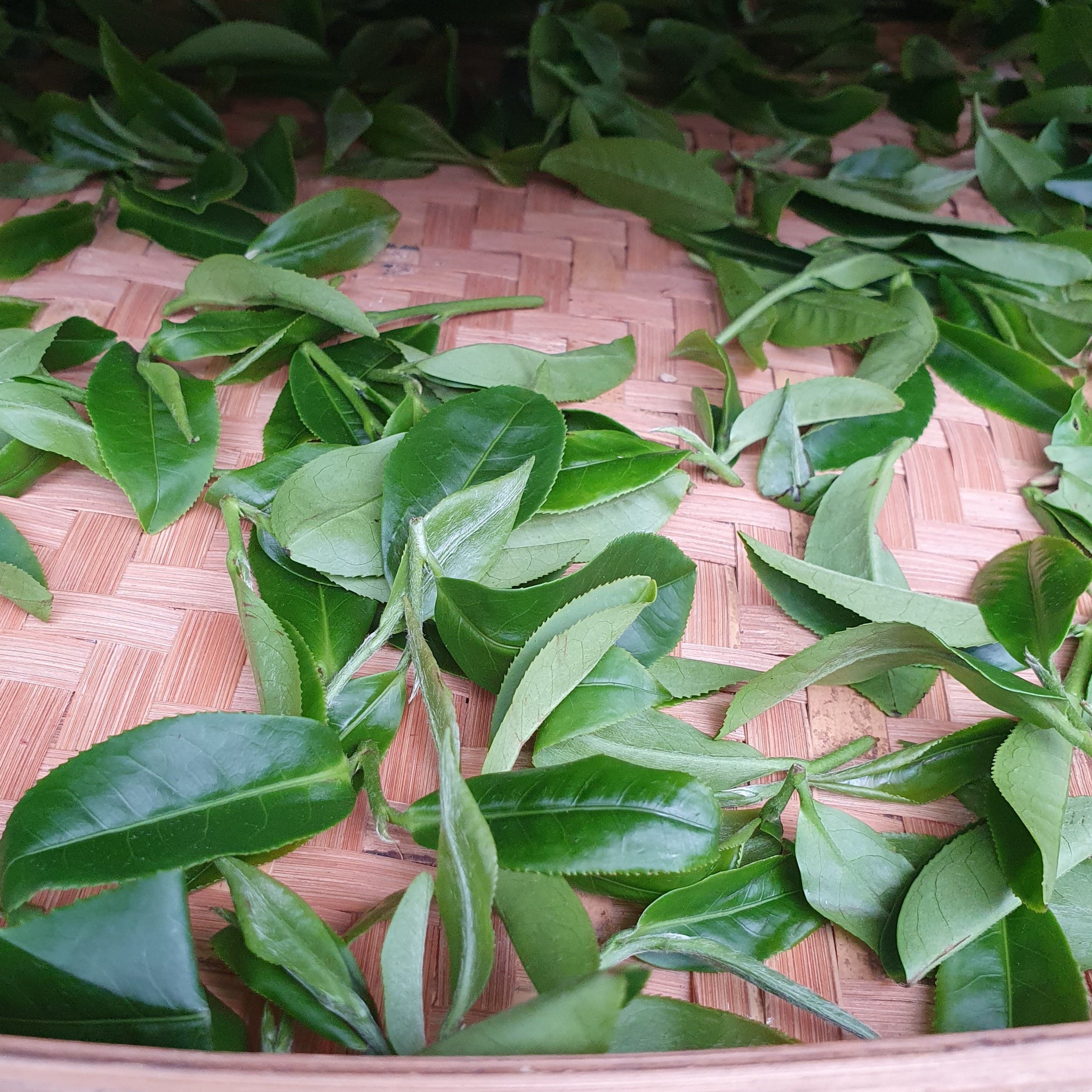 JUST IN !! 2025 Spring  Organic Bi Luo Chun (green tea)