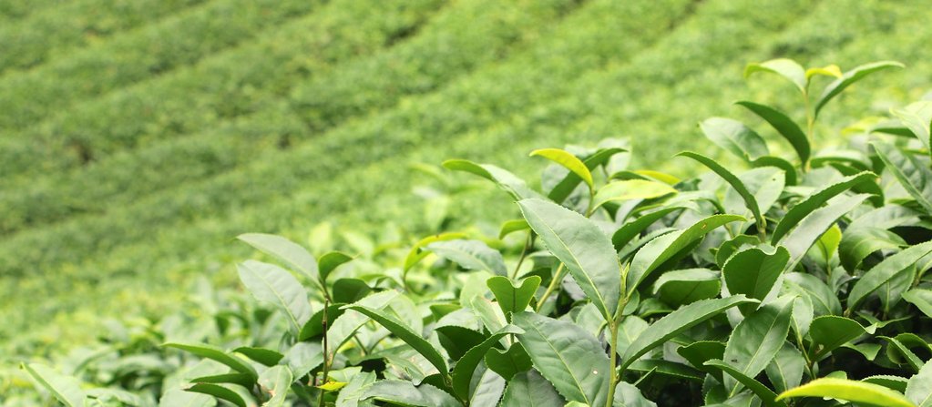 Oolong or not Oolong?