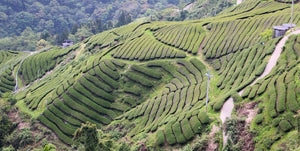 Qi Lai Shan / A New High Mountain Growing Area