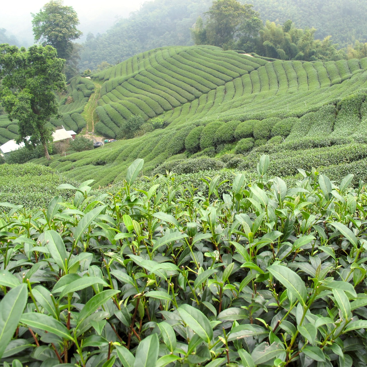 Organic charcoal roasted oolong